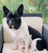 Französische Bulldogge 