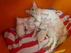 Traumhafte Balinesen  Kitten suchen bald ihr neues Zuhause