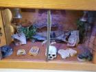 Zwergbartagamen mit Terrarium, Aussengehege und Zubehör 