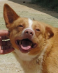 Cotton - ein klasse Hund!