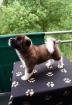 Amerikanische Akita-Welpen