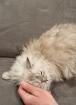 Sehr verschmustes Selkirk Rex Mädchen