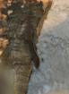 Gonatodes vittatus 1. 1 abzugeben