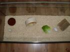 Weißer Hamster mit Terrarium 100x40x40 und Laufrad und Abdeckung, Hamster mit vi
