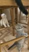 Scottish Fold 