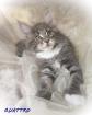 Maine Coon Blue Silber Junge