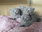 BKH Britisch Kurzhaar Kitten mit Stammbaum