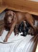 Labrador Welpen 