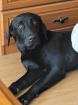 Labrador 1 Jahr