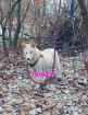 Husky Welpe aus exclusiver Verpaarung suchen ein kuscheliges Zuhause.  Nur noch 