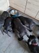 Dogo Canario /Cane Corso Welpen 