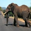 Südafrika Rundreise und Königreich Swasiland, 16 Tage