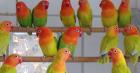 Agapornis fischeri Mutationen