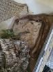 Wunderschöne Zwerg Boa zu Verkaufen mit Terrarium