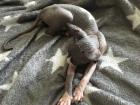 Sphynx Mädchen