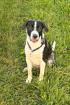Meilo sucht dringend ein neues Zuhause