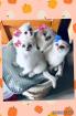 Scottish Fold Kätzchen 
