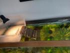 Höckerschildkröten abzugeben 
