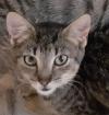 Nanny– sucht dringend ein Zuhause! (aus dem Tierschutz / gechipt, geimpft, kastr