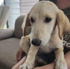 2 Labrador-Mix-Welpen