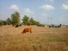 Biogärtnerei, Biobauernhof, Biofarm, Grossfarm, Agrarholding