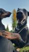 9 Monate alte Dobermann Welpen