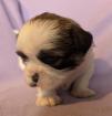 Shih Tzu Mädchen Hope