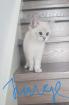 BKH KITTEN REINRASSIG SOFORT ABHOLBEREIT 