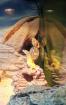 2 Leopardgeckos (weiblich) inklusive Terrarium