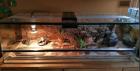 Leopardgecko mit Terrarium