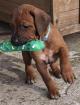 Rhodesian Ridgeback Welpen suchen ein Zuhause