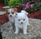 Mini - chihuahua Welpen