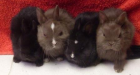 Zwergrexsatinkaninchen