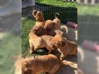 1 Rude und 1 Hundin Bordeaux Doggen suchen ein liebevolles zu Hause