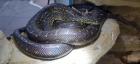 2,2 Morelia Spilota Spilota (Diamantpython) NZ 09.21 futterfest