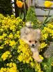 Zwergspitz Pomeranian