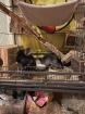 2 Chinchilla Böckchen nur zusammen inkl. großem Käfig und Zubehör