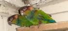 Blaulatzsittiche aus Hobbyzucht