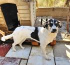 Lissy sucht ein passendes Zuhause
