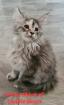 Maine-coon Kitten mit Stammbaum