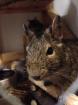 2 Degu Damen suchen ein neues zu hause