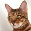 OTIS -  männlich  4 Jahre  Bengal  Gechipt  Kastriert