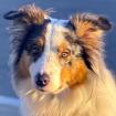 ALFRED - Australian Sheperd - 2 Jahre - Tierhilfe-Franken e.V.