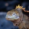 Galapagos Standortreise Insel Santa Cruz, 4 Tage