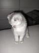 Scottisch faltohr kitten, männlich