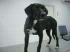 Suche liebevolle Pflege-/Endstelle für einen Labrador-Mix-Rüden