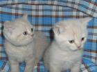Reinrassige BKH Kitten suchen ein liebevolles Zuhause. 