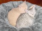 Katzensitter gesucht?