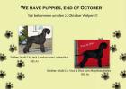 Wir erwarten ende Oktober schwarze Riesenschnauzer Welpen