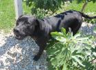 Wunderschöner Labrador- Old english Bulldogge Mix Rüde